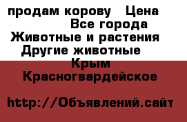 продам корову › Цена ­ 70 000 - Все города Животные и растения » Другие животные   . Крым,Красногвардейское